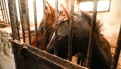 Заморыши: как оценили состояние лошадей, со скандалом вывезенных с фермы АГАУ