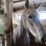 В двух селах Алтайского края ввели карантин из-за неизлечимой болезни