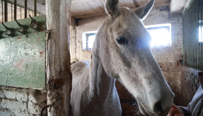 В двух селах Алтайского края ввели карантин из-за неизлечимой болезни