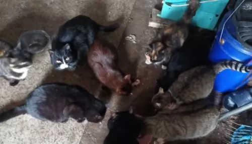 В барнаульском садоводстве дачники оставили на голодную смерть около 70 кошек