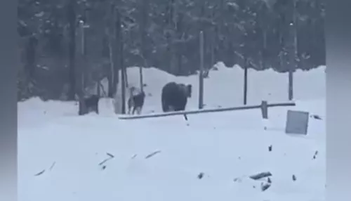 Медведь напал на двоих рабочих на месторождении в Якутии