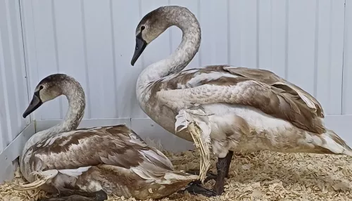 Лебеди из Баево поселились в барнаульском зоопарке