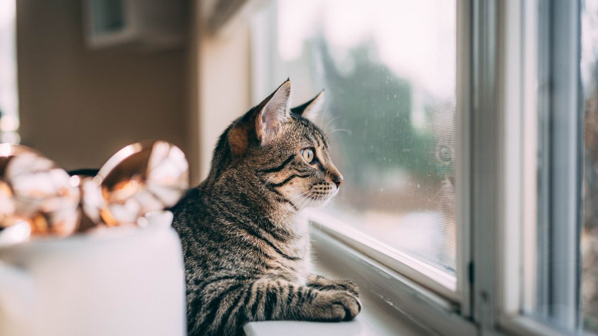 Кот у окна, погода