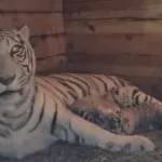 В Барнаульском зоопарке родились прелестные бенгальские тигрята