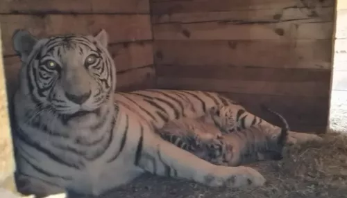 Барнаульский зоопарк отправит бенгальских тигрят в Краснодар