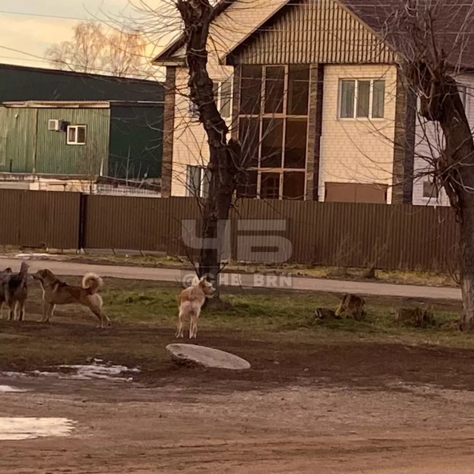 Жители Барнаула рассказали о стае собак возле детской школы искусств - Толк  16.11.2023