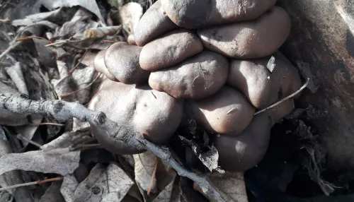 Жители Алтайского края находят в лесах замороженные грибы