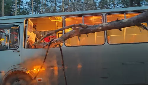 В Алтайском крае вырванное ветром дерево насквозь пробило автобус