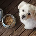 Владельцам собак дали советы о том, что делать с животными при запуске салютов