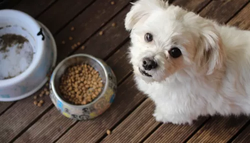 Владельцам собак дали советы о том, что делать с животными при запуске салютов