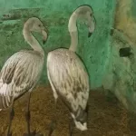 На Алтае спасли еще двух сбившихся с пути фламинго