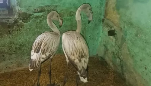 На Алтае спасли еще двух сбившихся с пути фламинго