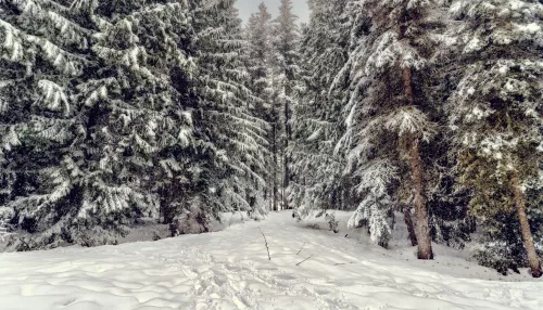 Иностранец бросил машину после ДТП и насмерть замерз в лесу рядом с Карелией