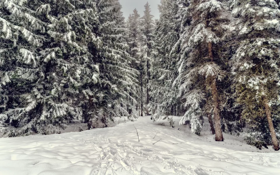 Зеленая запретная зона вокруг Барнаула получила новые границы