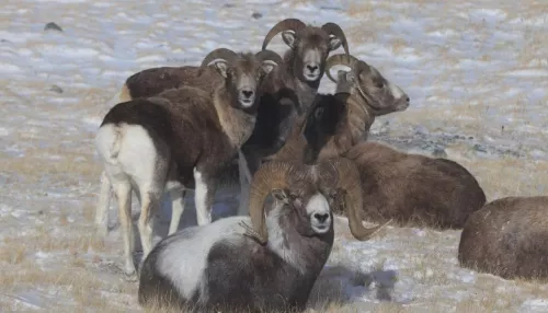 В Республике Алтай зафиксировали рекордное количество горных баранов