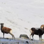 На Алтае удалось снять редкие кадры боя горных баранов аргали