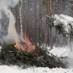 В Алтайском крае очистили более 14 тысяч гектаров лесосек