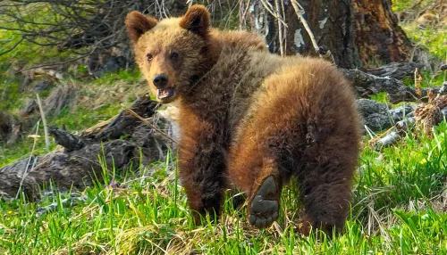 На Алтае сняли редкое видео кормления медведицей подросших медвежат