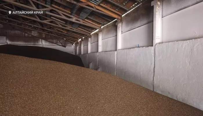 Качество зерна. Как обеззараживают сельхозпродукцию в Алтайском крае