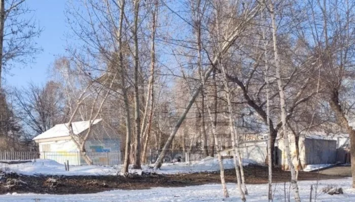 Барнаульцы переживают из-за нависшего над входом в школу тополя