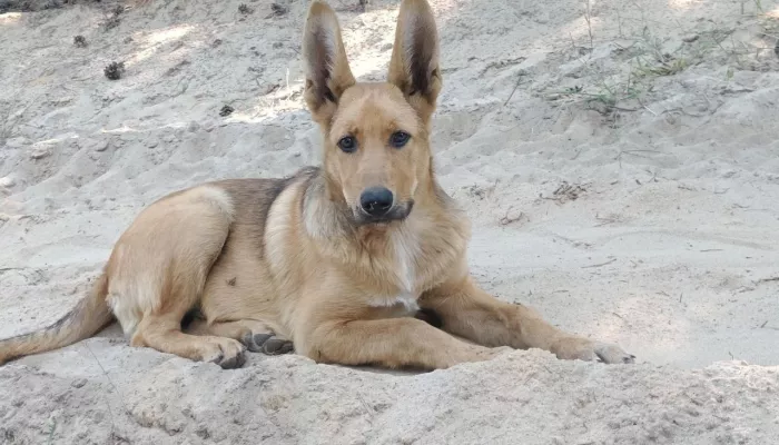 В Барнауле появится памятник собаке, спасшей бойцов на СВО