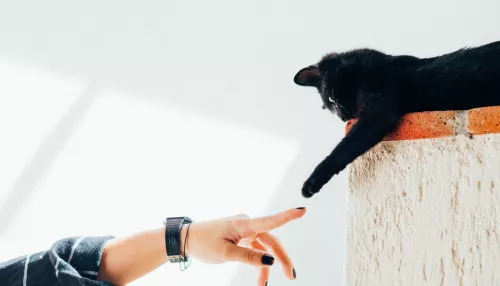 Ученые нашли связь между кошками и развитием шизофрении у их хозяев