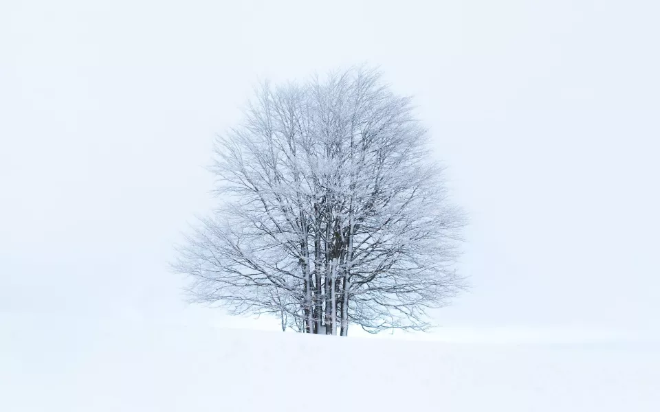 Что запрещено выбрасывать на Авдея Радетеля. Народные приметы 2 декабря