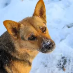 В Барнауле по сигналу пользователей соцсетей отлавливают бродячих собак