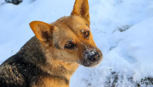 В Алтайском крае предлагают ввести обязательную маркировку собак