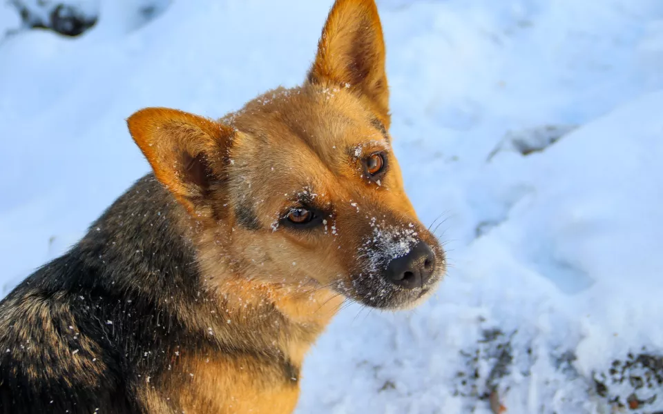 Алтайского предпринимателя оштрафовали за провал в работе по отлову собак