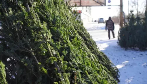 Жители Барнаула 20 января могут сдать новогоднюю ель на переработку