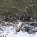 В Алтайском крае поваленные ураганом деревья просят признать валежником