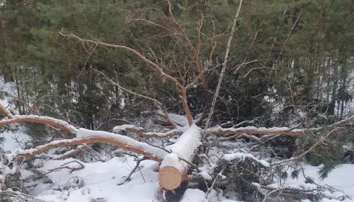 В Алтайском крае поваленные ураганом деревья просят признать валежником
