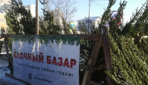 В Барнауле заработали полсотни легальных елочных базаров