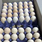 Более полумиллиона куриных яиц из Азербайджана завезли в Россию