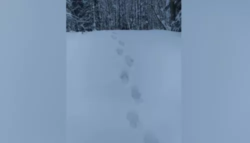 В Алтайском крае туристы заметили следы медведя-шатуна