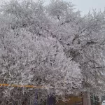 Жители Алтайского края поделились фото окутанных изморозью деревьев