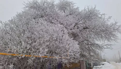 Жители Алтайского края поделились фото окутанных изморозью деревьев