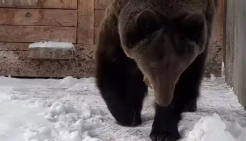 Теплый декабрь не дает медведице Глаше лечь в спячку в зоопарке Барнаула