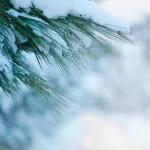 Шторм со снегом и ветром: какая будет погода в Алтайском крае к Новому году