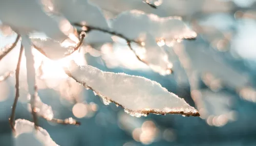 Туманное утро и морозный день: какая погода будет в Алтайском крае 31 января