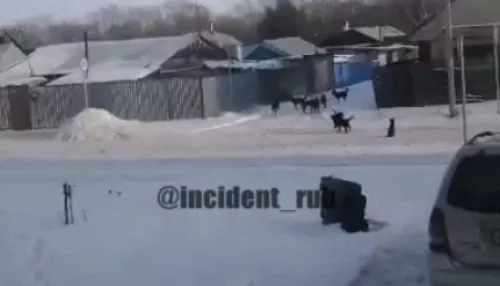 Ходить страшно: жители Рубцовска жалуются на стаю бродячих собак