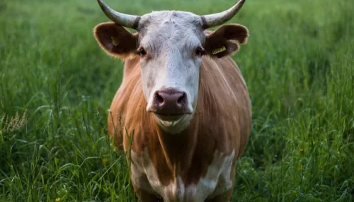 Томенко просят отменить запрет на убой скота в подворьях до конца 2022 года