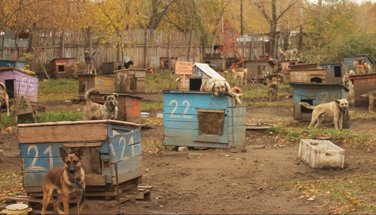 Приют ласка барнаул собаки фото