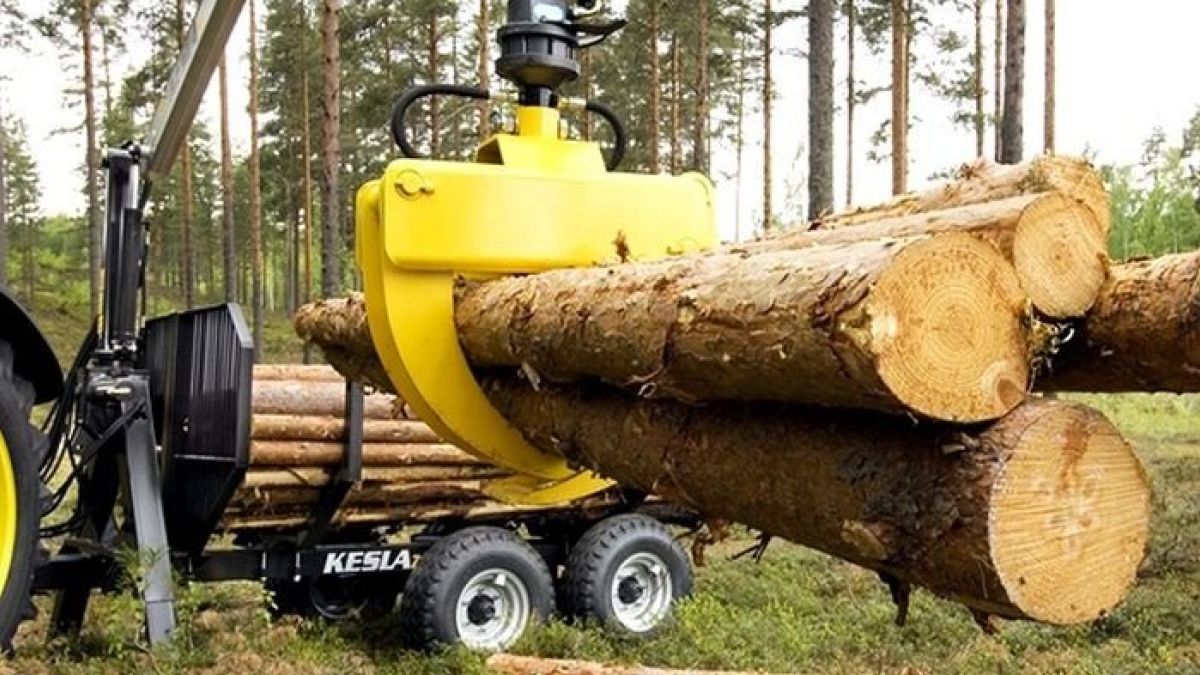 Контроль за вырубкой леса ужесточат в России 
