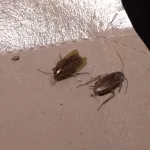 Жильцы барнаульской пятиэтажки сражаются с полчищами тараканов, клопов и мышей
