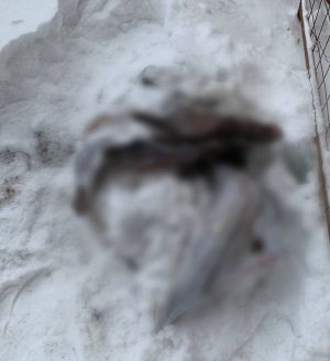 В Москве нашли тело женщины в строительном мешке