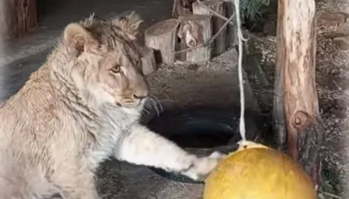 В самарском зоопарке показали, как подрос львенок Алтай из Барнаула