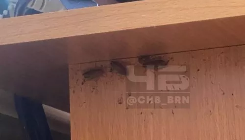 Барнаульскую школу атаковали тараканы: проводится проверка