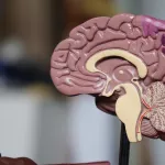 Мозг умершего хоккеиста Клода Лемье передадут ученым для исследований